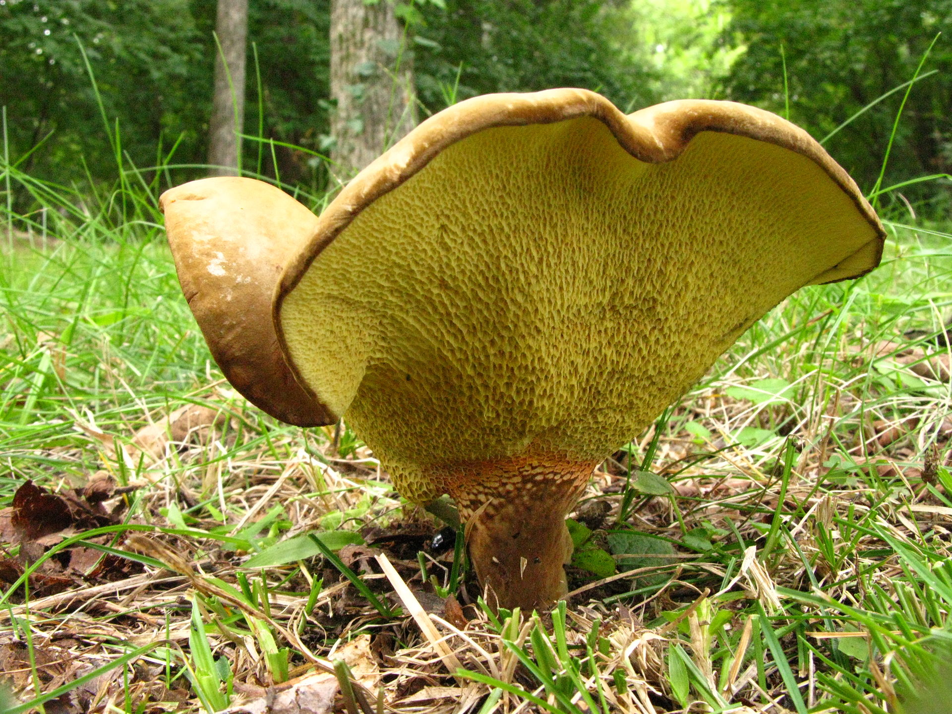 Представитель Семейства Boletinellaceae
